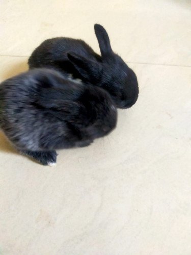 Pair of Healthy rabbits for sale